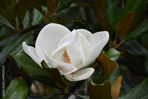 Photography white magnolia flower