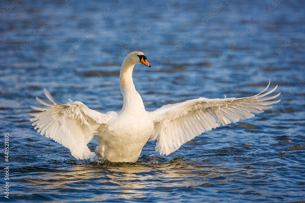 Obraz premium Mute swan flapping its wings over a pond in London, UK