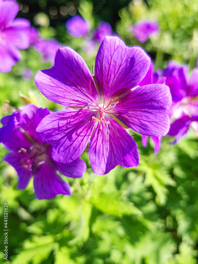 Geranium Brookside (in herman Storchschnäbel or Storchschnabel) Geraniaceae Geranium Brookside (in herman Storchschnäbel or Storchschnabel) Geraniaceae