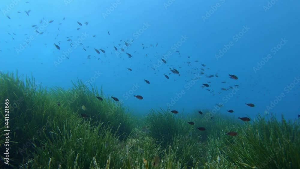 Nature undersea - Posidonia seaweed seabed Nature undersea - Posidonia seaweed seabed