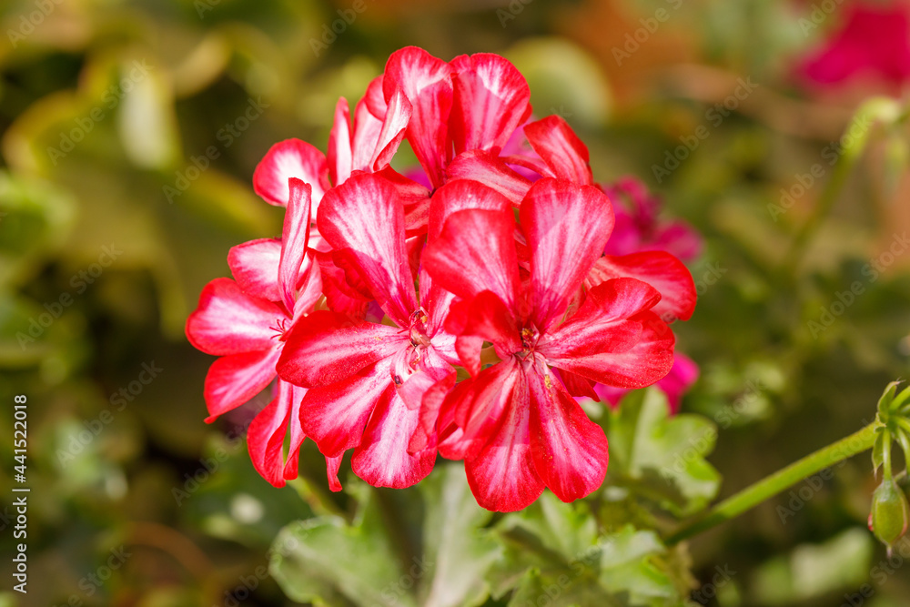 Red pelargonium flowers on a green leaves background Red pelargonium flowers on a green leaves background