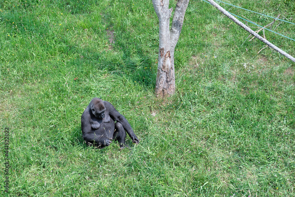Obraz premium Top view of a gorilla in Cabarceno Natural Park in Cantabria