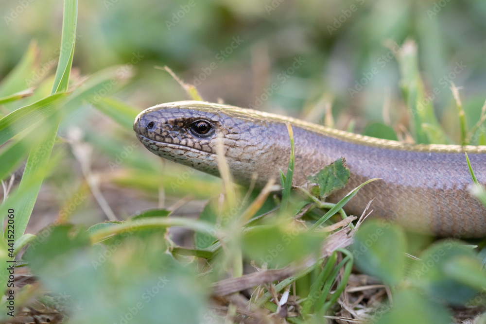 Detail of the head of a slow worm Detail of the head of a slow worm