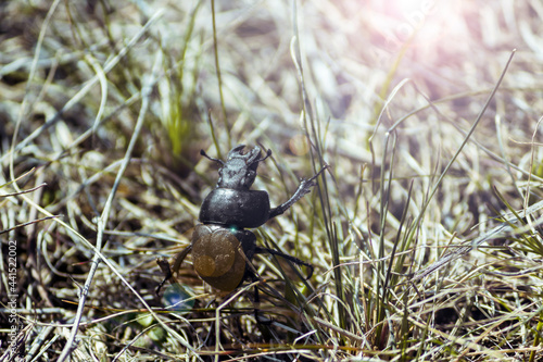 A large black beetle kravchik spends time in the grass on a bright sunny day. photo