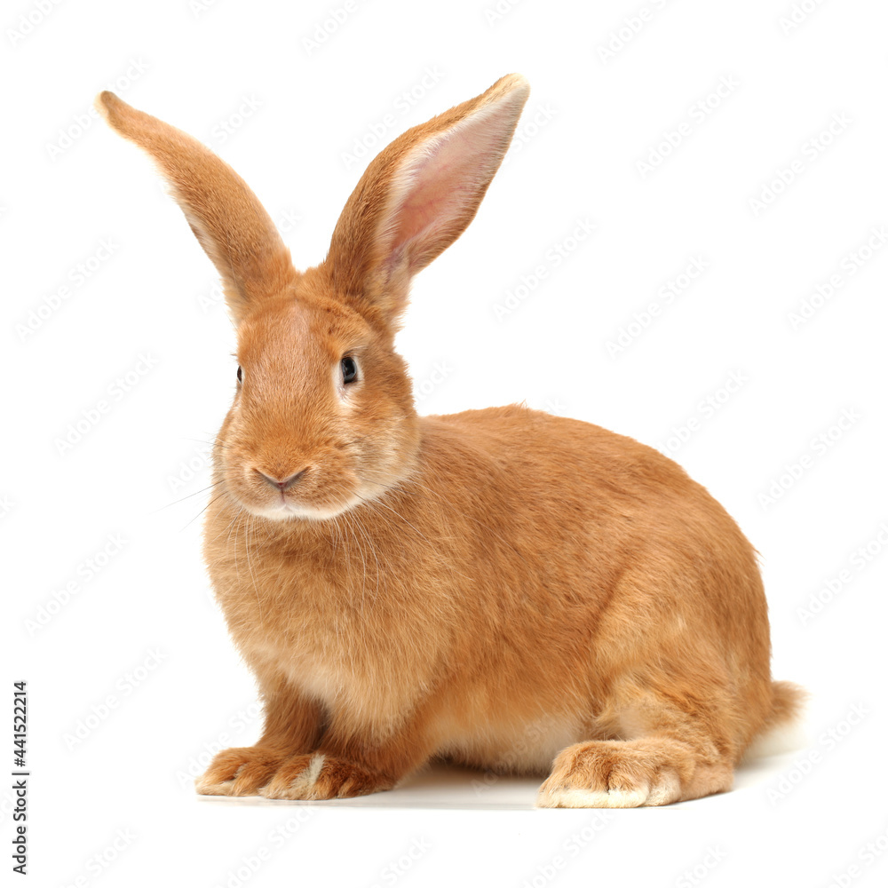 Obraz premium orange rabbit on white background