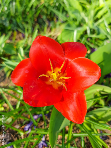 Red Tulip (in german Tulpe) Tulipa