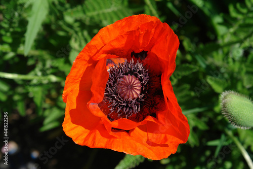 The large orange oriental poppy (Papaver pseudo-orientale) in the garden on a sunny day, close-up, top view photo