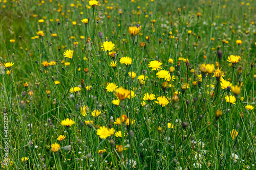 A Field of Wild Flowers