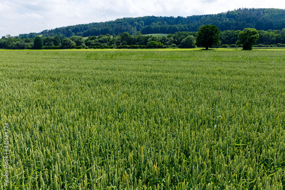 A green field of wheat A green field of wheat