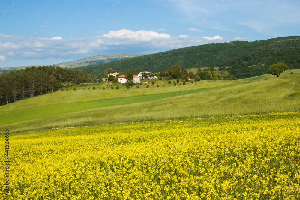 Panoramic view of field with lentils cultivation near Colfiorito in Umbria