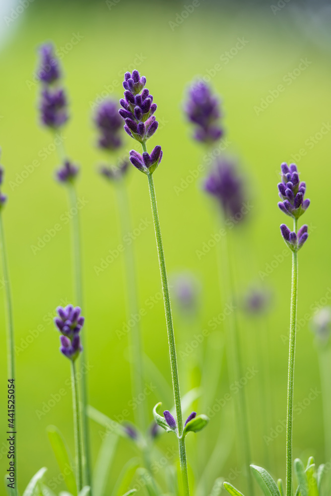 Obraz premium beautiful lavender flower, lavandula angustifolia, in the garden in summer