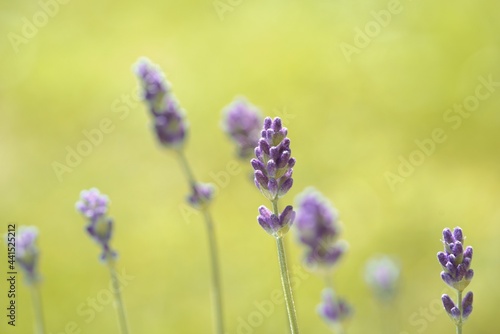 beautiful lavender flower, lavandula angustifolia, in the garden in summer