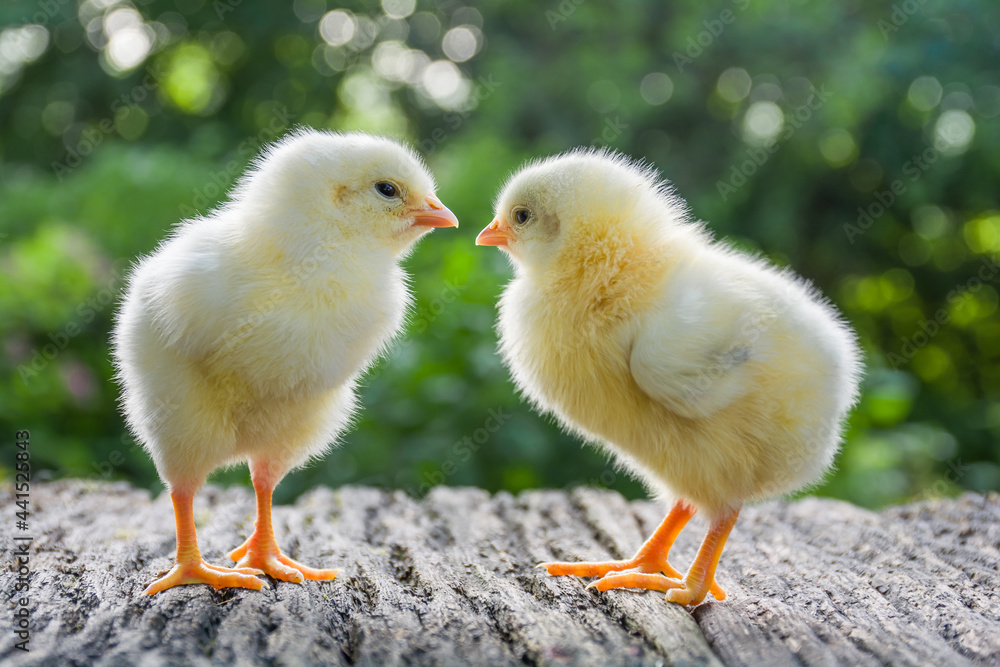 Two newborn cute white chickens stand on a wooden table among the natural background Two newborn cute white chickens stand on a wooden table among the natural background
