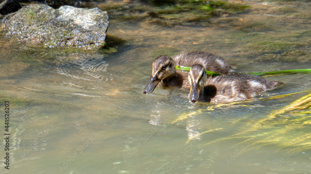 Fototapeta premium cane et caneton 