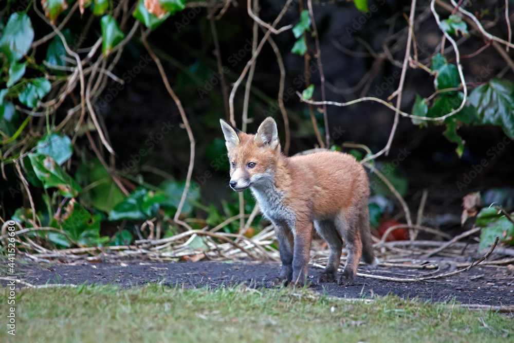 Urban fox cubs playing, exploring and eating in the garden. Urban fox cubs playing, exploring and eating in the garden.