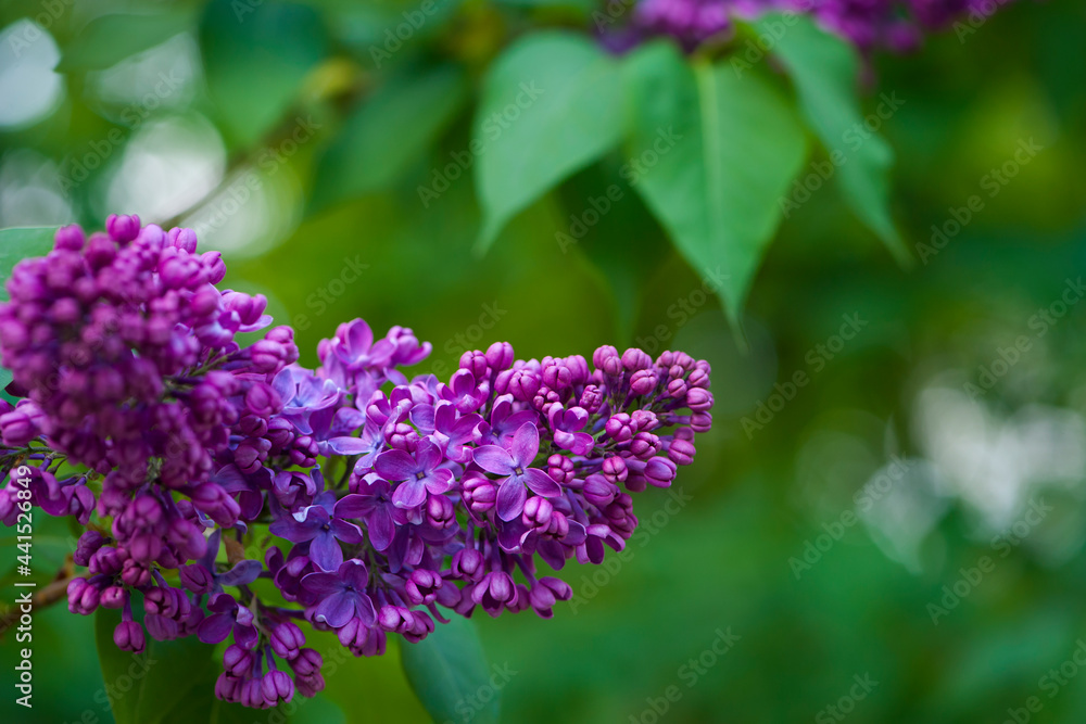 Lilac blossom flowers spring view. Spring lilac flowers. Lilac blooms. A beautiful bunch of lilac. floral spring background. delicate fragrant flowers, in the garden or park. close-up Lilac blossom flowers spring view. Spring lilac flowers. Lilac blooms. A beautiful bunch of lilac. floral spring background. delicate fragrant flowers, in the garden or park. close-up