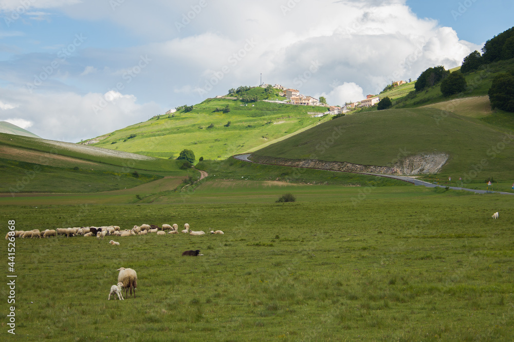 Panoramic view of sheeps and dog with Castelluccio di Norcia mountain village in the background Panoramic view of sheeps and dog with Castelluccio di Norcia mountain village in the background