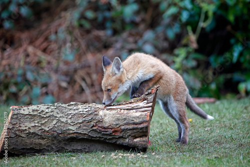 Urban fox cubs playing, exploring and eating in the garden.
