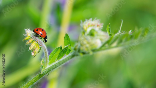 Coccinellidae is a widespread, Ladybird beetle, ladybugs. red beetle with black dots. insects in the wild. natural background. macro nature. ladybug sitting on a meadow plant