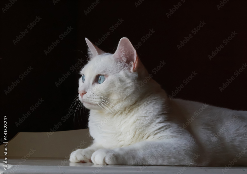 A portrait of a pretty white domestic house cat with bright blue eyes looking around