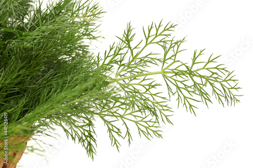 Leaves of pine tree or Oriental Arborvitae , Scientific Name:Thuja Orientalis , on white background 