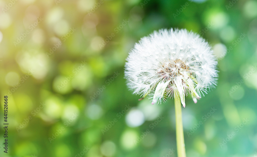 Summer background of dandelion at the nature Summer background of dandelion at the nature