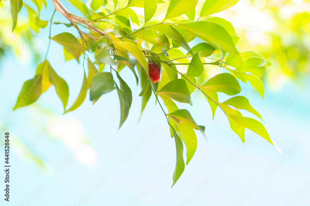 red yield of Orange jasmine flower and fresh green leaves,copy space fot design,green leaves with background red yield of Orange jasmine flower and fresh green leaves,copy space fot design,green leaves with background