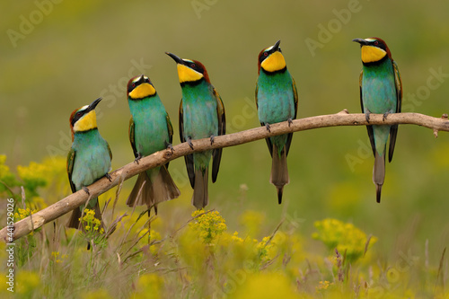 Group of colorful bee-eater on tree branch, against of yellow flowers background