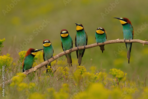 Group of colorful bee-eater on tree branch, against of yellow flowers background