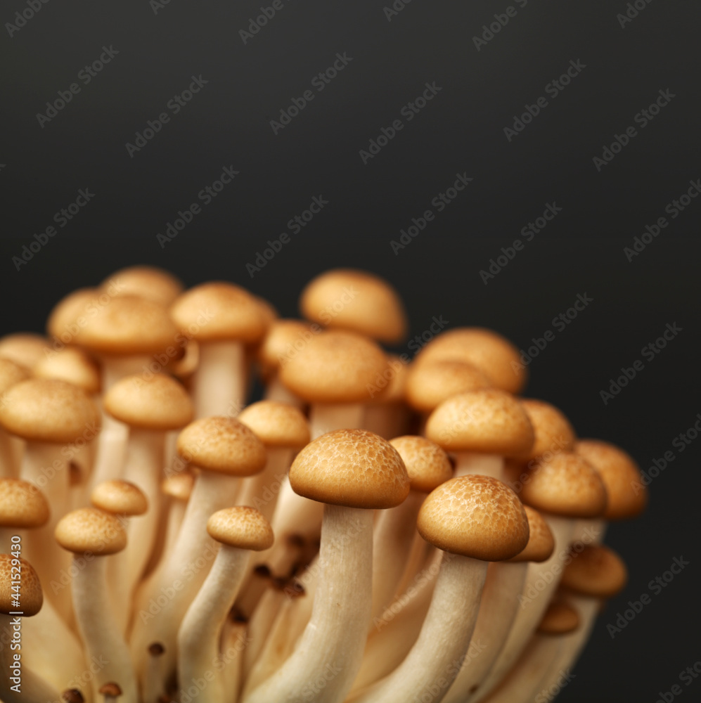 Fototapeta premium brown beech mushroom black background 