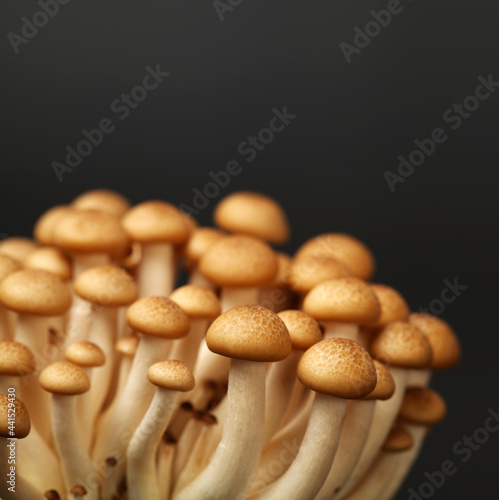 brown beech mushroom black background 