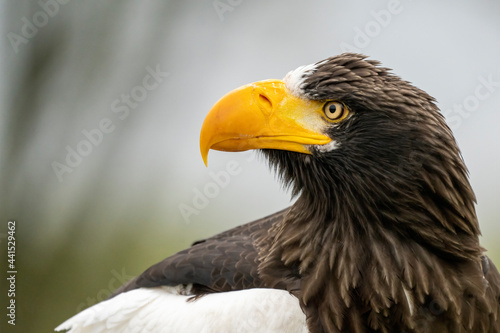 Close up of a Steller s sea eagle head. Yellow bill and eye  large nostrils. Against the background of nature