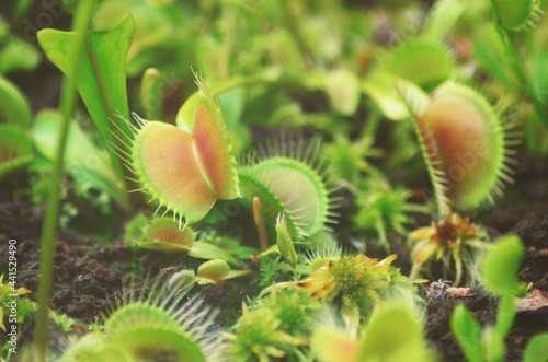 Closeup venus flytrap tropical plant green nature background 