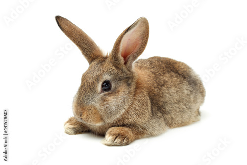 rabbit isolated on white background