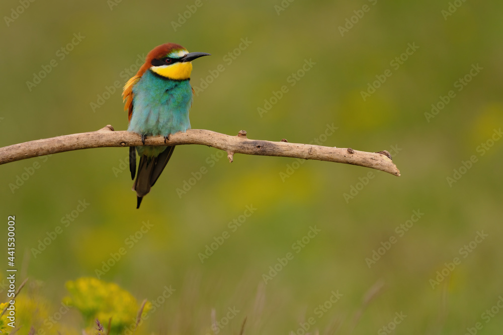 Fototapeta premium Colorful bee-eater on tree branch, against of yellow flowers background