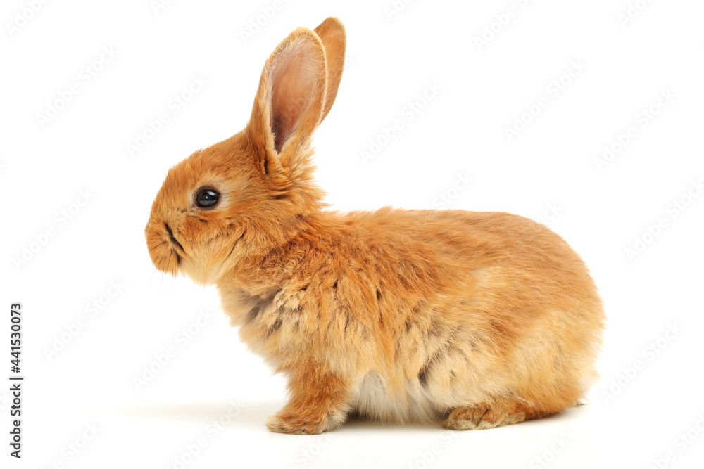rabbit isolated on white background rabbit isolated on white background