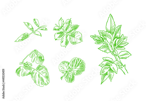 Vector Set of Green Leaves Drawngs  Hand Drawn Plants Isolated on White Background  Hand Drawn Illustration. 