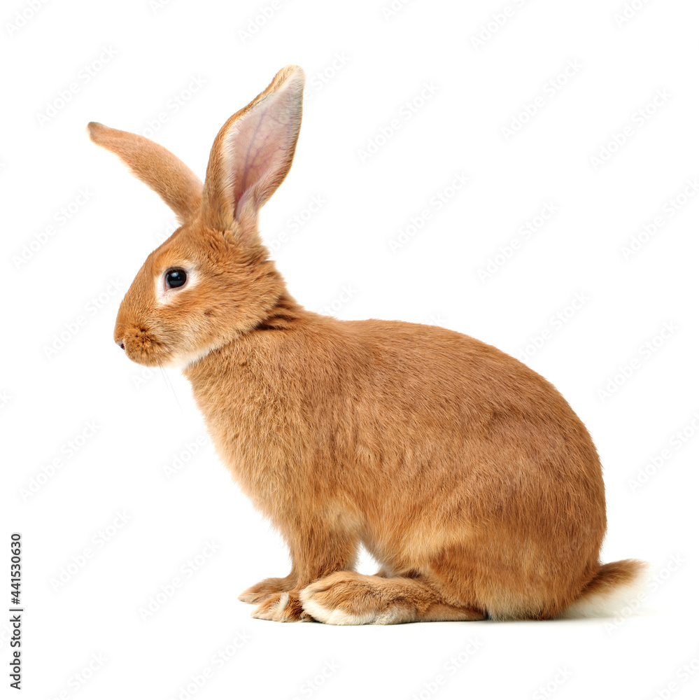 Obraz premium orange rabbit on white background 