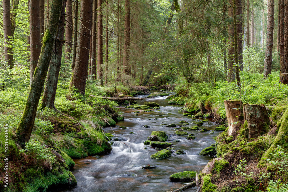 Fichtelgebirge Weissmainpfad, frühsommerlicher Gebirgsbach Fichtelgebirge Weissmainpfad, frühsommerlicher Gebirgsbach