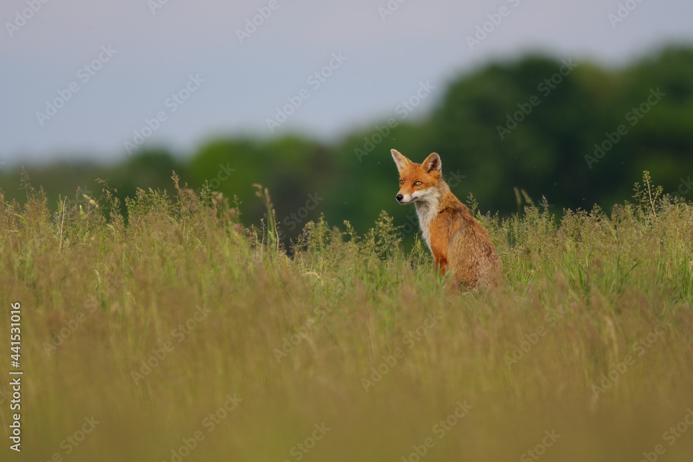 Portrait of a Red fox in the spring meadow Portrait of a Red fox in the spring meadow