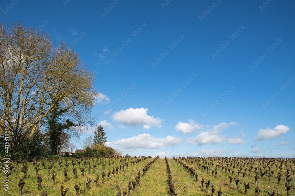 Obraz premium A vineyard in winter under a great blue sky near to Nantes - France