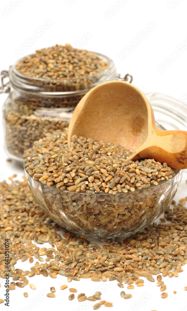 Highland barley is a variant of barley, mainly in Tibet, is the staple food of Tibetan people on white background Highland barley is a variant of barley, mainly in Tibet, is the staple food of Tibetan people on white background