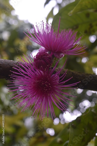 Detail of purple flower. This flower is a guava flower or called 