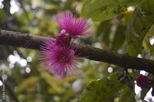 Detail of purple flower. This flower is a guava flower or called 