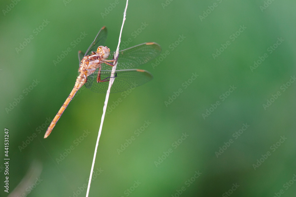 Orthetrum coerulescens Orthétrum bleuissant femelle posée en gros plan Orthetrum coerulescens Orthétrum bleuissant femelle posée en gros plan