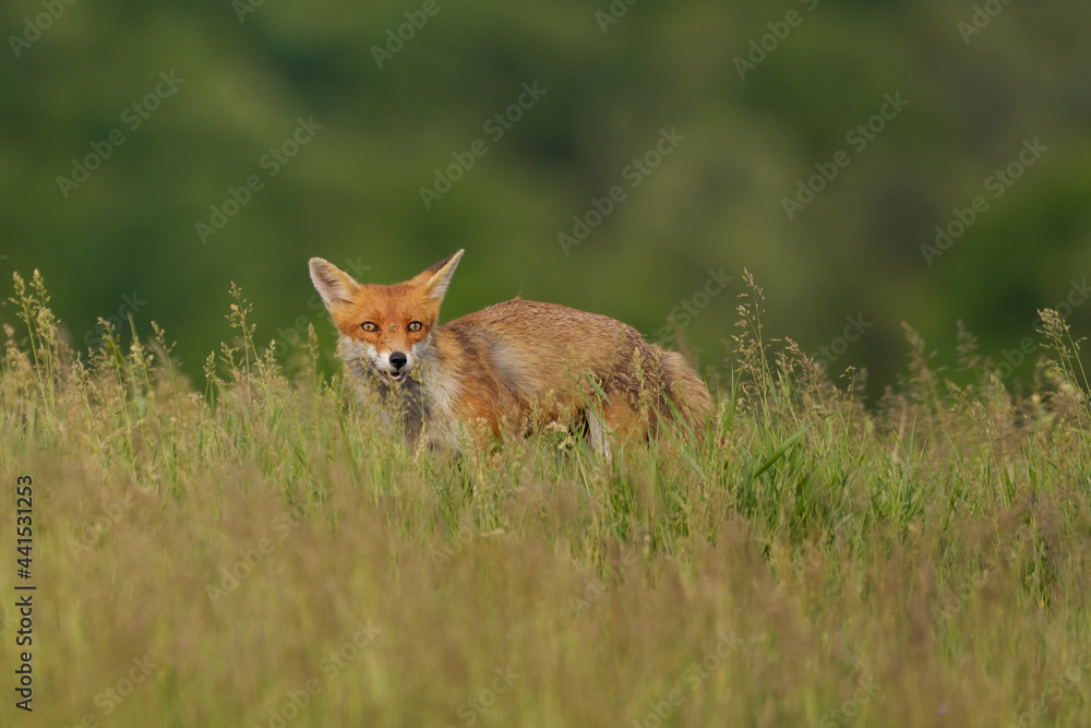 Portrait of a Red fox in the spring meadow