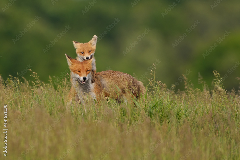 Fox cub playing with the mother fox on the meadow