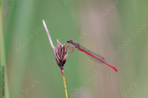 Ceriagrion tenellum Agrion délicat perché sur de la végétation de bord de ruisseau photo