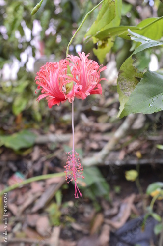 Details of pink flowers. This flower is called 