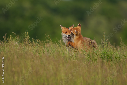 Fox cub playing with the mother fox on the meadow © Creaturart